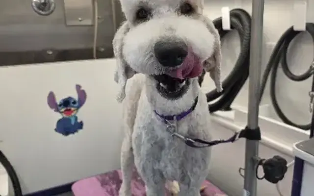 Best of Breed Mobile Pet Grooming in DeLand, FL