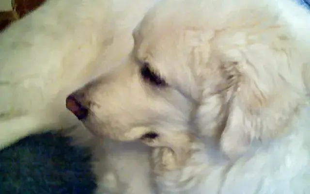Golden Retreat For K9s in Amissville, VA