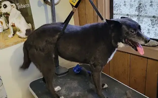 Groves Dog Grooming in Greeneville, TN