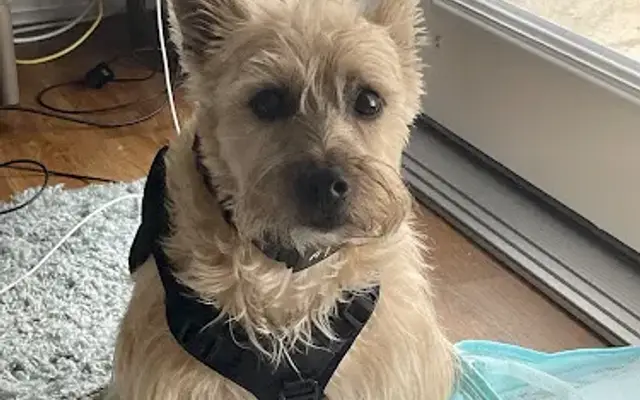 Holly's Elite Grooming in Oak Island, NC