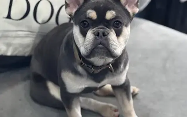 Rudy’s grooming lounge in Brooklyn, NY