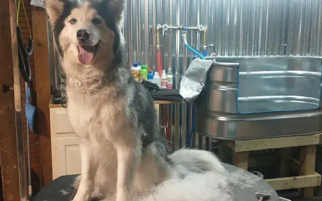 Down Home Country Pet Grooming LLC in Ionia, MI