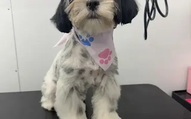SB Mobile Grooming in Montebello, CA