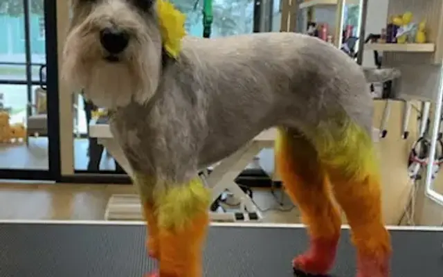 Nose To Tail Pet Spa - Central Avenue in St. Petersburg, FL