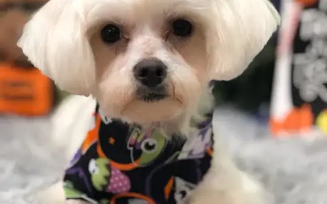 Grooming By Cristal Parkinson in Victoria, TX