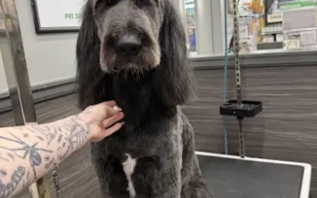 Pet Supplies Plus West Bend Grooming in West Bend, WI