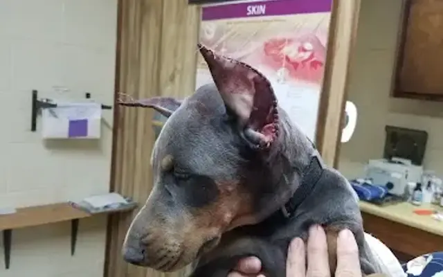 Hall Barrs Animal Clinic in Danville, GA