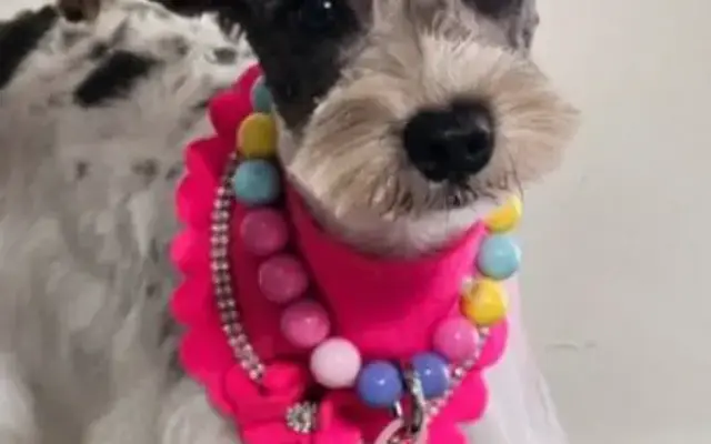 The Little Pooch Grooming Salon & Hotel in Altamonte Springs, FL