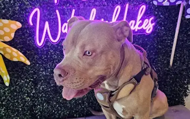 PetSuites Waterford Lakes in Orlando, FL