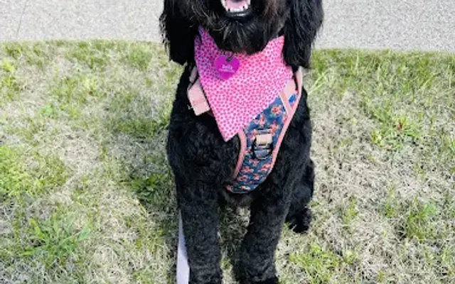 Tails of Joy Pet Grooming LLC in Owosso, MI