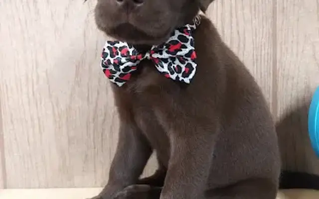 Posh Paws Pet Grooming/Spa (Cherokee county AL) in Fort Payne, AL