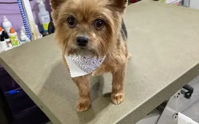 Renee's Doggie Pawlor in Midway, TN