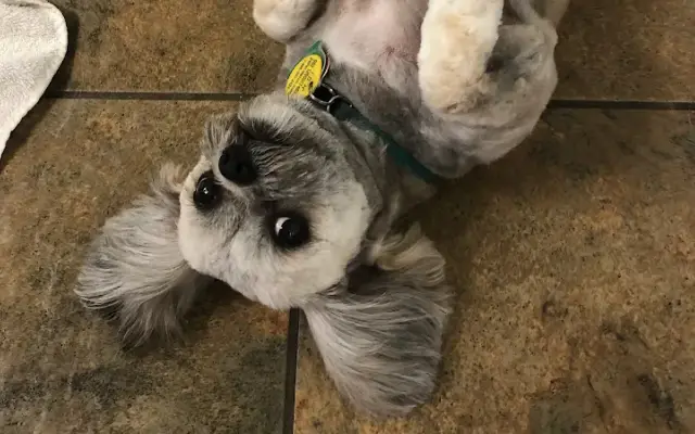 wolffys grooming in Hebron, IN