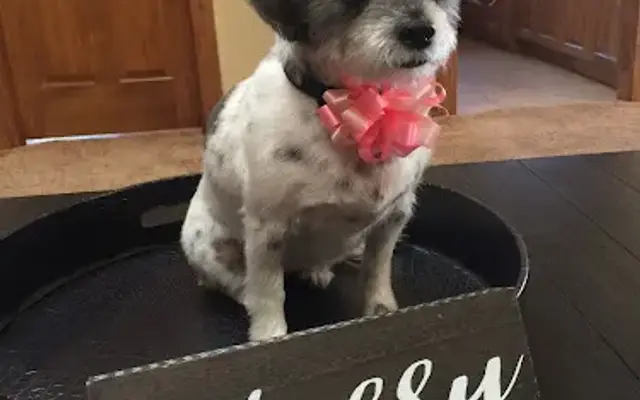 Happy Tails Pet Salon in Rigby, ID