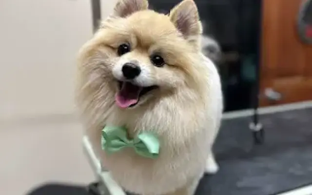 The dog house grooming in Woodland, CA