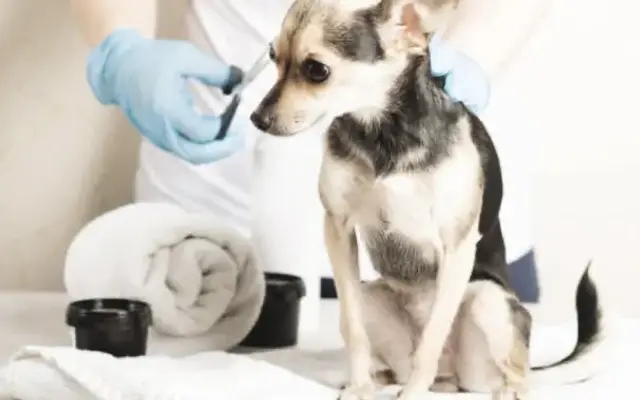 Broadway Grooming and Boarding in Haltom City, TX