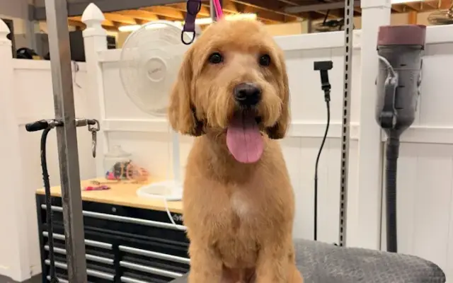 Furget Me Knot Grooming & More in Hilliard, OH
