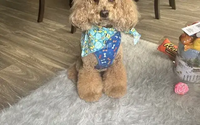 Woofie's of Rochester Hills in Rochester Hills, MI