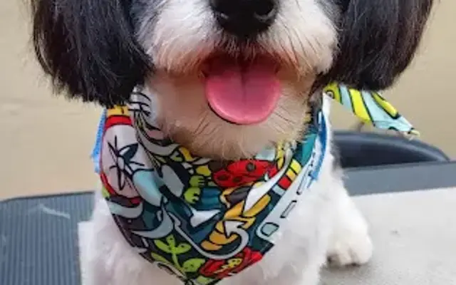 Classy Canine Grooming and Boarding in Trenton, FL