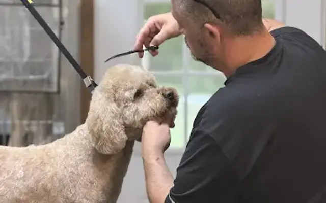 Pawsitive Pet Pampering Salon in Powell, TN
