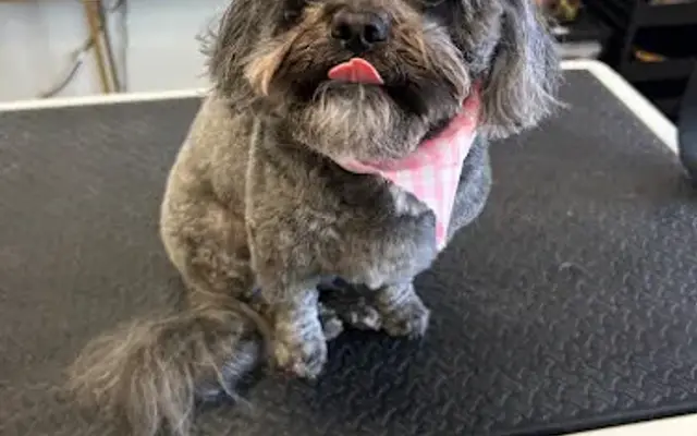 Paw City Pet Care in Lansing, MI