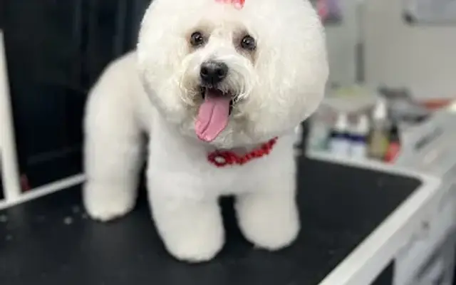 Ohh La La Paws, Mobile in Naples, FL