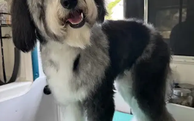 Rainbow Pawz in Long Beach, CA