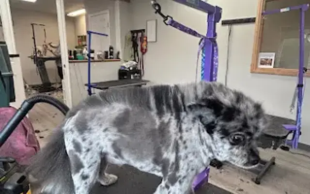 Grateful Dogs LLC Grooming in Lacey, WA