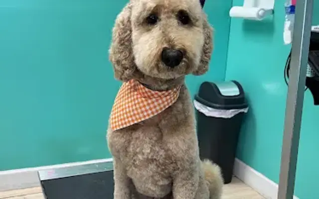 Island Dog Pet Spa in Neptune Beach, FL