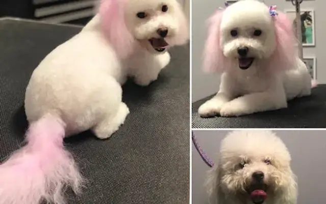 Chic Tails Pet Boutique & Spa, LLC in Houston, TX