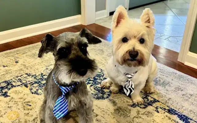 Four Legged Fashions Pet in Avon Lake, OH