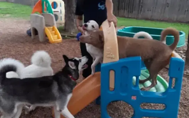 Puppy Power Dog Resort in San Antonio, TX