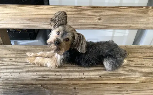 1st Place Mobile Dog Grooming in McDonough, GA