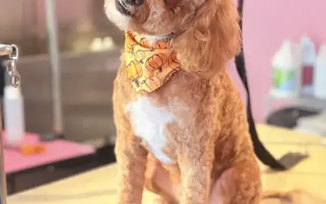 Bark & Bliss in Walden, NY