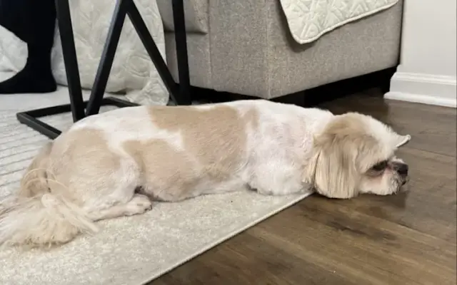 Magic Scissors Dog Grooming in Park Ridge, IL