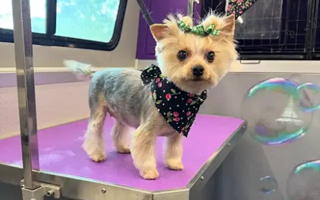 Nic Nac Grooming in Zebulon, NC