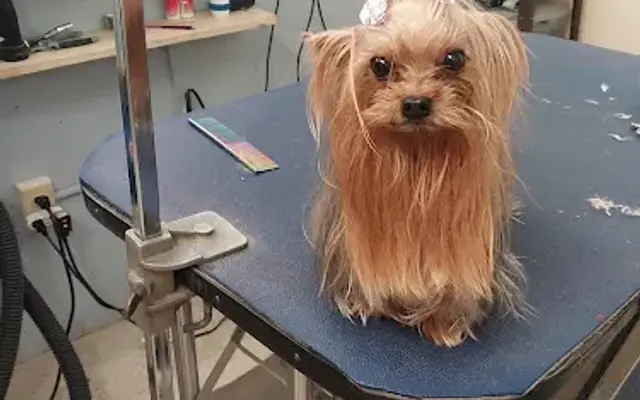 Innovations in grooming in Hialeah, FL
