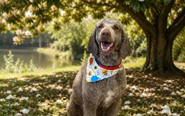 Maggie's Place Grooming Salon LLC in Gautier, MS