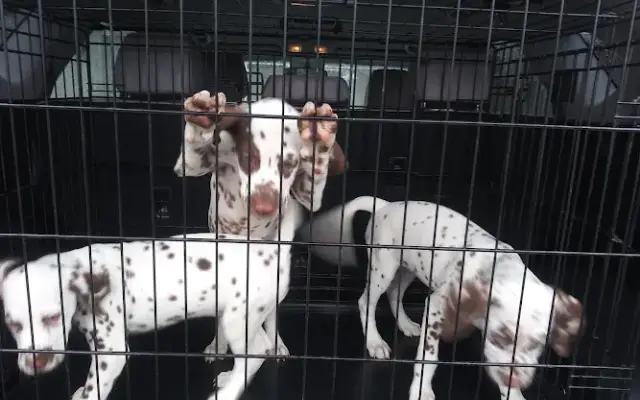 Old Park Grooming & Kennels in Lewistown, PA