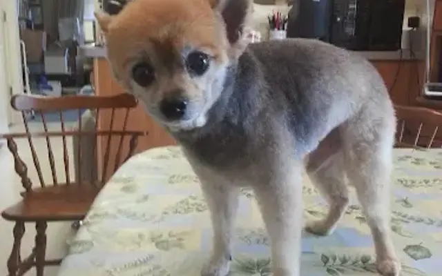 At Your Home Grooming in Poughkeepsie, NY