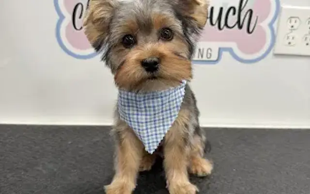 Magic touch Pet Grooming (Mobile) in Riverview, FL