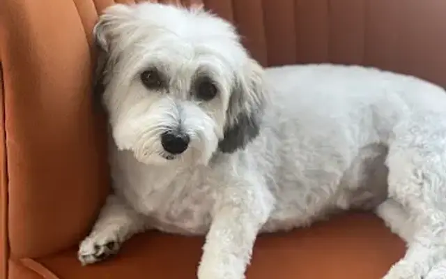 Paws Pause in Palm Desert, CA