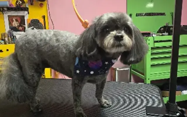 Pawfect Grooming LLC in Maggie Valley, NC