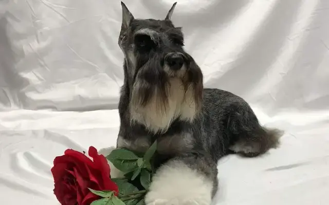 A Groom N Away in New Paris, IN