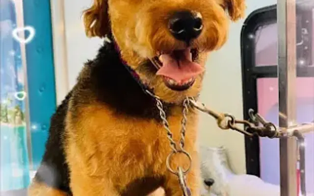 Scruffy to Fluffy Dog Grooming in North Port, FL