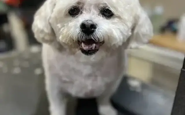 Pretty Paws Pet Salon in Grant, MI