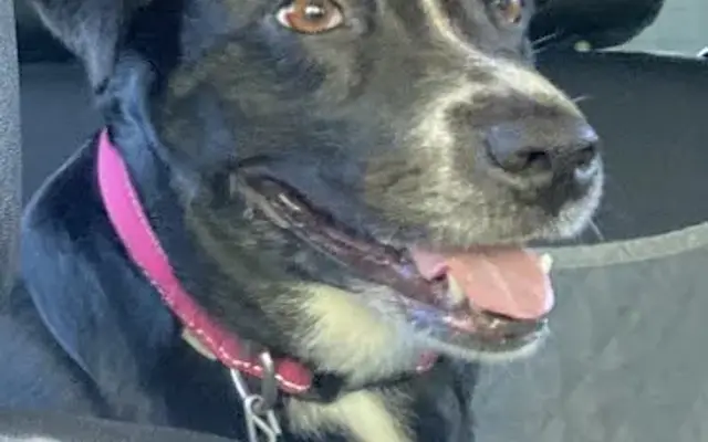 Pet Supplies Plus Springfield-Tuttle in Springfield, OH