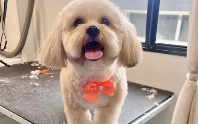 BUBBLES N' PAWS MOBILE DOG GROOMING ORLANDO in Windermere, FL