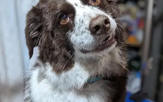 Zoomy Groomies in Winfield, IN