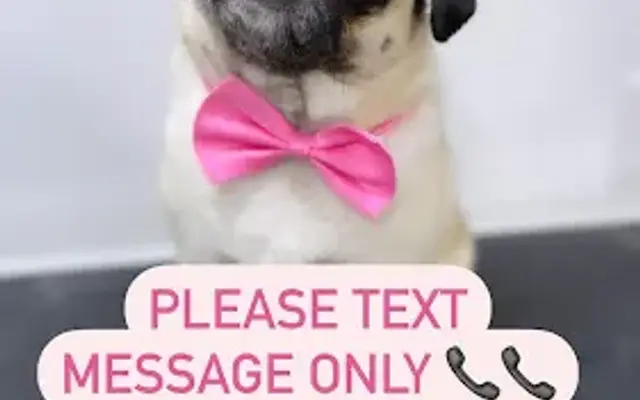 Petway Mobile Pet Grooming in Kenilworth, NJ
